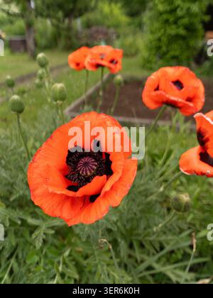 Hellrote Mohnblumen, die sich vor einem weichen grünen natürlichen Hintergrund abheben Stockfoto