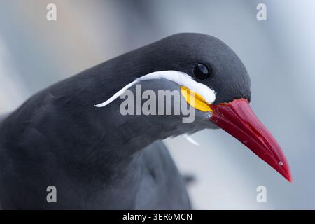 Blick auf eine Inkaseeschwalbe, Larosterna inca, mit ihrem markanten weißen Schnurrbart und hellroten Schnabel in Chile. Stockfoto