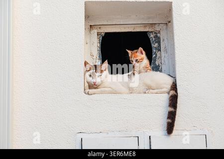 Erwachsene Katze und kleines Kätzchen ruhen zusammen auf einem verwitterten Fenstervorsprung eines weißen Stuckhauses und genießen das Licht im Freien Stockfoto