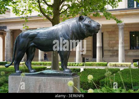 Berlin - 17. Juni 2026: August Gallis historische moderne Bronzeskulptur Löwe am Kolonnadenhof, Museumsinsel. Stockfoto