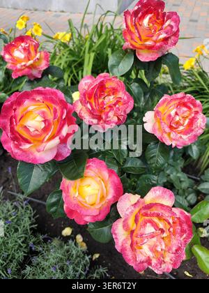 Rosa und gelbe Rosen mit roten Blüten in einem Park Garden Bed. Rosenblütenbusch mit Blick auf die Natur Stockfoto