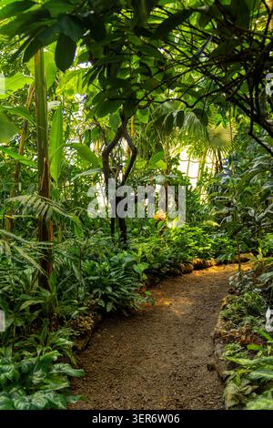 WIEN, ÖSTERREICH - 12. JULI 2024: Gewundener Schotterweg durch üppige tropische Pflanzen im historischen Palmenhaus-Wintergarten Schönbrunn Stockfoto