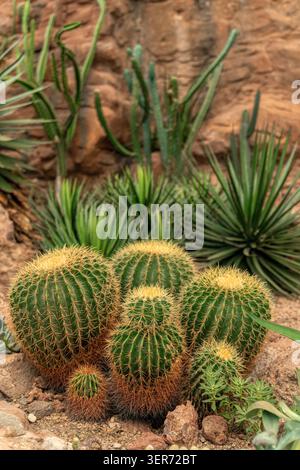 Nahaufnahme von lebendigen goldenen Fass-Kakteen Echinocactus grusonii umgeben von Sukkulenten Stockfoto