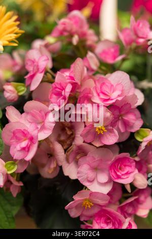 Nahaufnahme von wunderschönen blühenden rosa Begonienblüten mit gelben Staubblättern in einem Garten Stockfoto