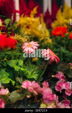 Wunderschöne rosa Gerbera Gänseblümchen blühen in einem üppigen Sommergarten zwischen bunten Begonien und Celosia Stockfoto