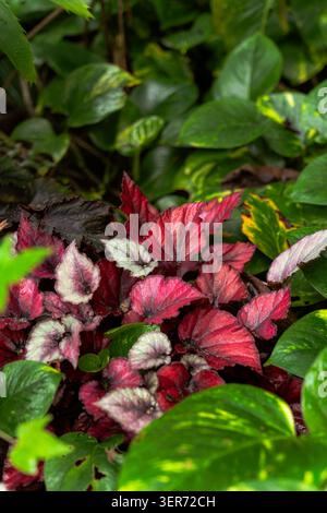 Blick aus einem hohen Winkel auf wunderschöne bemalte Begonia rex-Pflanzen mit leuchtend roten und silbernen Blättern, die zwischen grünem Laub wachsen Stockfoto