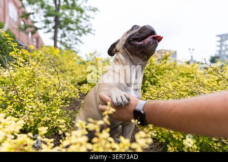 Niedlicher französischer Bulldog-Welpe, der mit menschlicher Hand im Park mit gelben Blumen spielt. Stockfoto