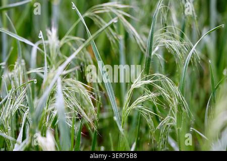 Auf der Frühlingswiese wächst taubedecktes Betrügergras (Bromus tectorum). Flaumbromblätter zeigen weiche Haare, nickende Samenköpfe haben lange Markisen im Morni Stockfoto