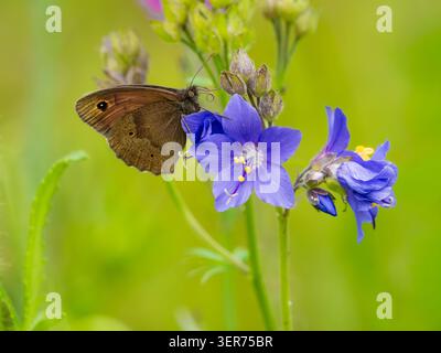 Wiesenbrauner Schmetterling, Maniola jurtina, ruht mit Augentöpfen unter den Flügeln, die auf Polemonium caeruleum in einem britischen Garten gezeigt werden Stockfoto