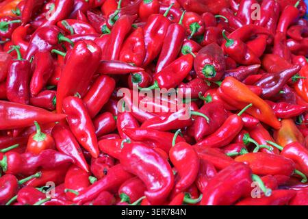 Eine Kollektion von roten Chilischoten, die eng angeordnet sind und verschiedene Formen und Größen zeigen, mit einem Schwerpunkt auf ihrer glänzenden Haut und der frischen Qualität in A mar Stockfoto