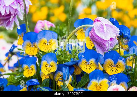 Regentropfen mit ruhigen Geschichten auf lebendigen Stiefmütterchen während eines Niederschlags im weichen Mittenwald (Mittenwald, Deutschland: 16. Mai 2026) Stockfoto