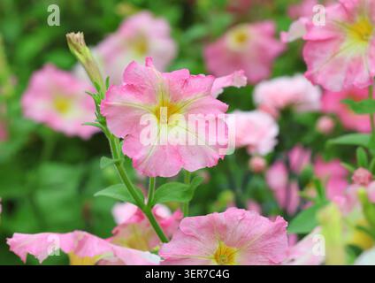 Eine Nahaufnahme von Petunia 'Alenka' Stockfoto