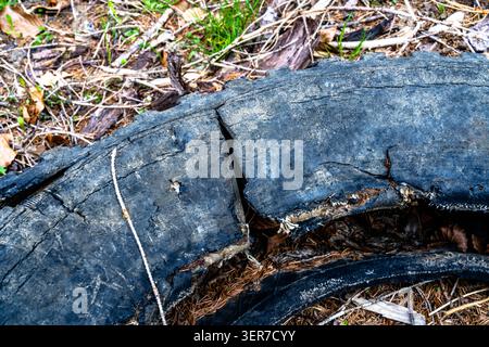 Aus nächster Nähe ein verbrannter und gerissener Holzstamm, der auf einem Waldboden liegt, der mit Nadeln, Blättern und natürlichen Waldschutt bedeckt ist. Stockfoto