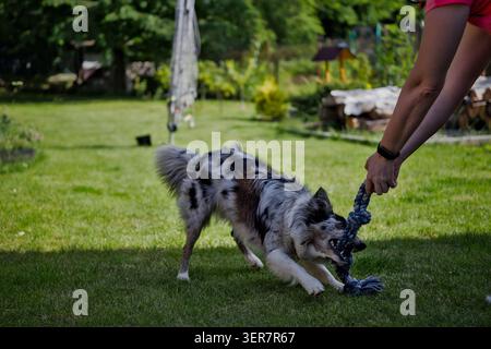 Eine detaillierte Nahaufnahme eines blauen merle-Collie-Hundes, der während eines Spiels in einem grasbewachsenen Rücken intensiv an einem blauen Seilspielzeug zieht, das von der Hand einer Frau gehalten wird Stockfoto