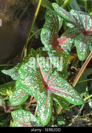 Frische grüne zweifarbige Caladium-Pflanzenblätter mit auffälligen roten Mitteladern und weißen Fleckern, die im Garten wachsen. Stockfoto