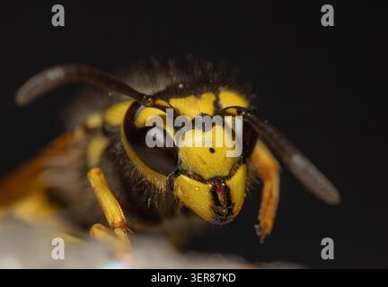 Makrofoto einer Wespe aus Nahaufnahme. Zusammengesetzte Augen, Antennen, Unterkiefer und das charakteristische schwarze und gelbe Körpermuster sind deutlich sichtbar, Emphas Stockfoto