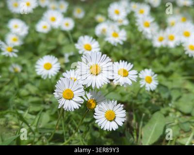 Weiße Gänseblümchen mit gelben Mittelpunkten auf einer sonnendurchfluteten Wiese Stockfoto