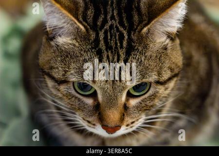 Nahaufnahmeporträt einer grauen getigerten Hauskatze mit grünen Augen, weißer Schnauze und langen Schnurrhaaren, die einen aufmerksamen Ausdruck zeigt Stockfoto