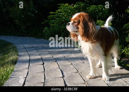 Ein bezauberndes Nahporträt eines Blenheim King Charles Spaniel mit seinen ausdrucksstarken dunklen Augen, seinem seidenbraunen und weißen Fell und seinem charakteristischen L Stockfoto