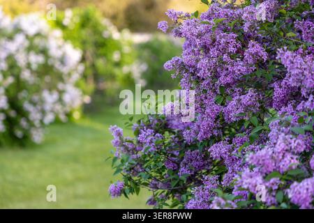 Frühlingslilablüten an Büschen im öffentlichen Park. Blühende Flieder in den Ornamental Gardens in Ottawa, Kanada. Stockfoto