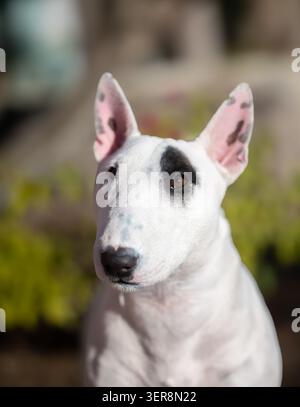 Sonnenlicht-Porträt eines Mini-Bullterriers, der vor einigen grünen Pflanzen aufblickt Stockfoto