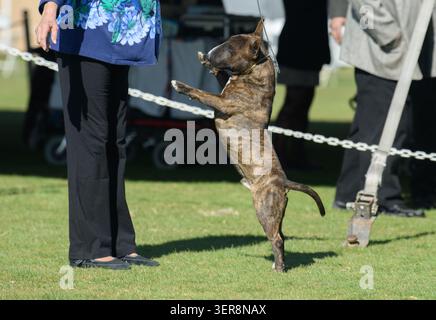 Brindle, männlicher Miniatur-Bullterrier, der aufspringt und sich im Showring frech gegenüber seinem Führer benimmt Stockfoto