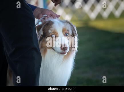 Red merle australischer Schäferhund, der in einem Exterieur-Schauring im Freien untersucht werden soll Stockfoto