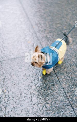 Kleiner Hund mit blauem und gelbem Regenmantel auf nassem Untergrund Stockfoto