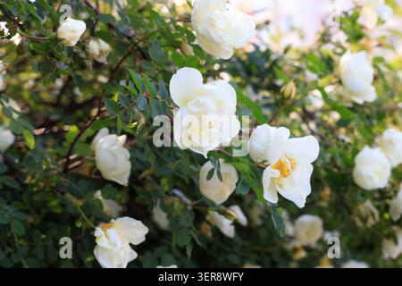 Blühender Sträucher mit weißen Hüftblüten im Garten. Eine Gruppe weißer Hüftblüten mit zarten Blütenblättern und gelben Mittelpunkten. Üppiges grünes Laub Stockfoto