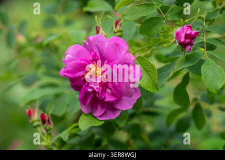 Leuchtende magentafarbene Rosa rugosa „Wasablan“-Blüte in voller Blüte, umgeben von ungeöffneten Knospen und glänzend grünem Laub, fotografiert in einem üppigen Sommergarten. Stockfoto