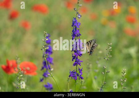 Tiger Schwalbenschwanz Schmetterling (Papilio glaucus) Schmetterling sammelt Nektar von violetten Blüten auf einer Wildblumenwiese Stockfoto