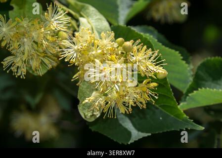 Tilia cordata, im Volksmund auch als Linden oder Kleinblättrige Linde bekannt, ist eine Laubbaumarte, die in weiten Teilen Europas und Westasiens beheimatet ist. Stockfoto