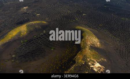 Aus der Vogelperspektive der Weinberge La Geria auf Lanzarote, Kanarischen Inseln, mit kreisförmigen vulkanischen Gruben, die die Weinreben an schwarzen Aschenhängen schützen, die in m leuchten Stockfoto