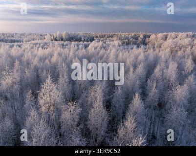 Luftaufnahme des frostbedeckten Waldes bei Sonnenaufgang im Winter in Lettland Stockfoto