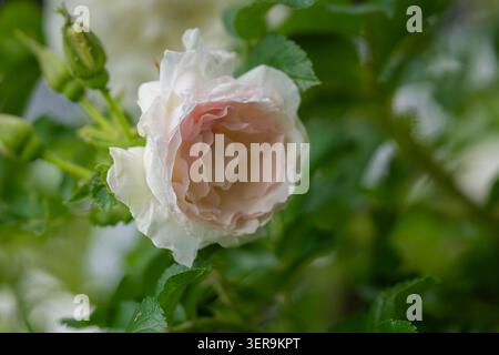 Die zarte rosa rugosa „Ritausma“-Rosenblüte ist mit Regentropfen verziert, umgeben von frischem grünem Laub in einer ruhigen Gartenumgebung. Stockfoto
