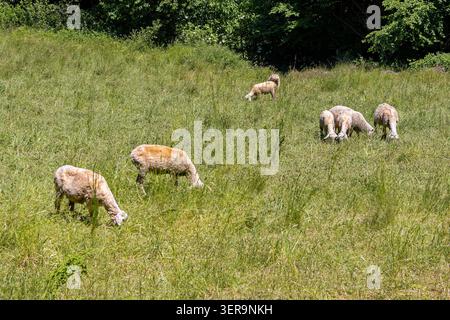 Eine Schafherde draußen auf dem Rasen auf dem Land Stockfoto