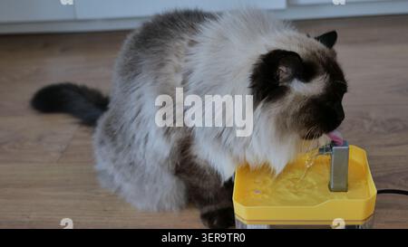 Ragdoll Cat Trinkwasser aus einem Tierbrunnen Stockfoto