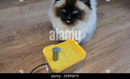 Ragdoll Cat Trinkwasser aus einem Tierbrunnen Stockfoto