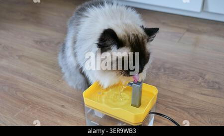 Ragdoll Cat Trinkwasser aus einem Tierbrunnen Stockfoto
