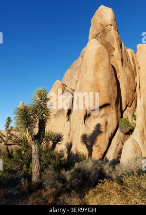Joshua Tree (Yucca Buergeri), Joshua Tree National Park, Kalifornien, USA Stockfoto