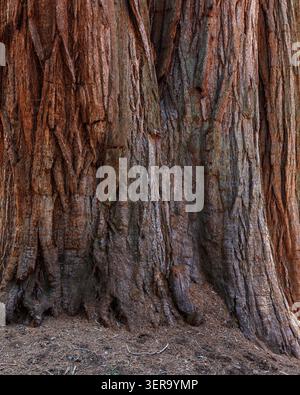 Riesenmammutbaum, Sequoia National Park, Kalifornien, USA Stockfoto