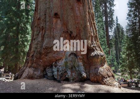 General Sherman, Riesenmammutbaum, winzige Menschen in der Ferne, Sequoia National Park, Kalifornien, USA Stockfoto