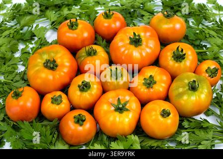 Für ein kulinarisches Buch gibt es hausgemachte Tomaten auf Petersilie, rote Tomaten auf grüner Petersilie, Stockfoto
