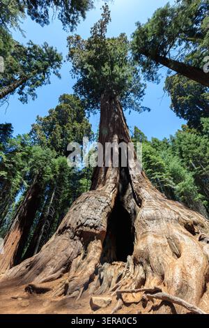 Riesenmammutbäume (Sequoiadendron giganteum) Sequoia National Park, Kalifornien, USA Stockfoto