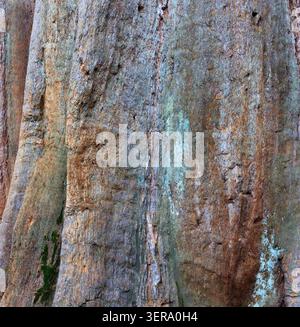 Sequoia-Baumstamm Stockfoto
