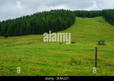 Friedliche ländliche Landschaft mit weidenden Kühen auf grüner Wiese, umgeben von Kiefernwäldern und sanften Hügeln unter bewölktem Himmel, ruhige Aussicht auf die Landschaft Stockfoto