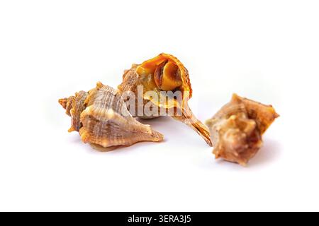 Verschiedene Arten von Muscheln zeigen natürliche Formen und Texturen auf weißem Hintergrund bei Tageslicht Stockfoto