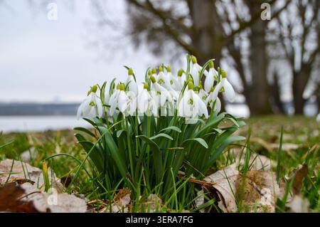 Eine Gruppe von Schneeglöckchen auf einer Wiese am Fluss an einem bewölkten Tag im Frühling Stockfoto