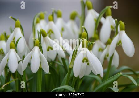 Eine Gruppe von Schneeglöckchen auf einer Wiese am Fluss an einem bewölkten Tag im Frühling Stockfoto