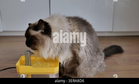 Ragdoll Cat Trinkwasser aus einem Tierbrunnen Stockfoto